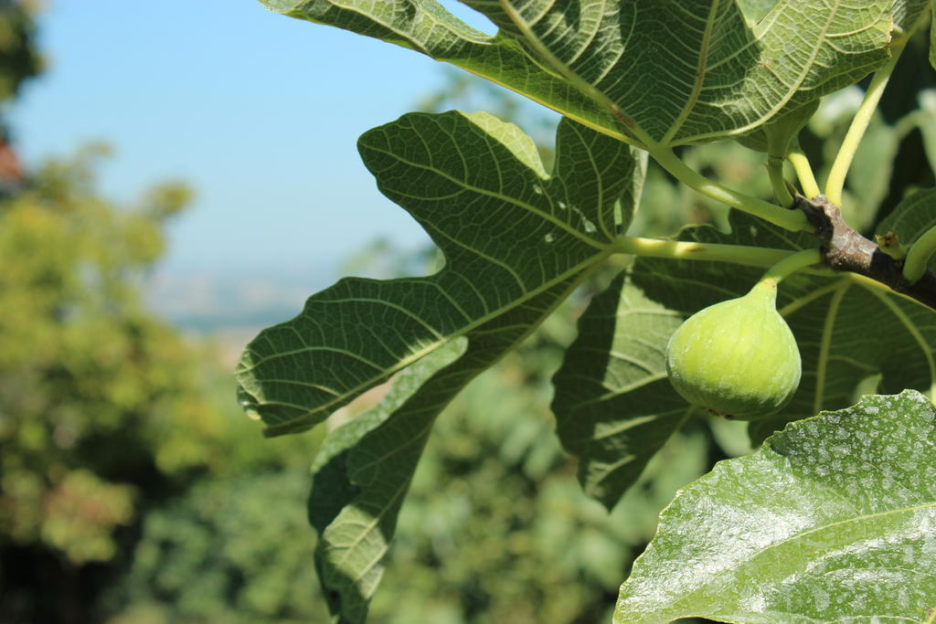 Agriturismo Regno Verde Narni Bagian luar foto